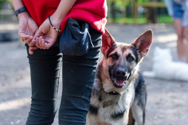 Malinois köpeği sahibesini kollar.