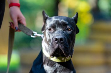 Yeşil yakalı köpek Cane-Corso 'nun portresi.