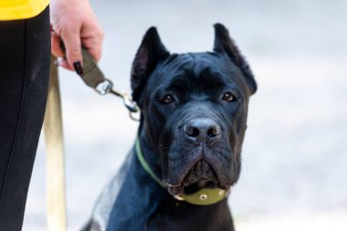 Cane Corso soyundan siyah bir köpeğin portresi.