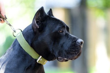Cane Corso Köpek Profili