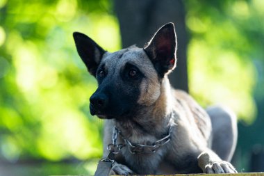  Yalancı bir Belçika çoban köpeği portresi