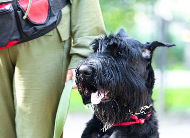 Rysenschnauzer köpeğinin portresi