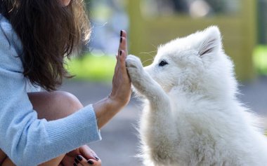 Tatlı yavru Samoed metresine bir pençe veriyor.