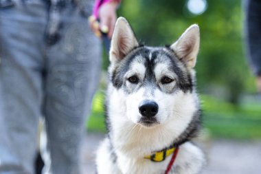 İri yarı köpek portresi