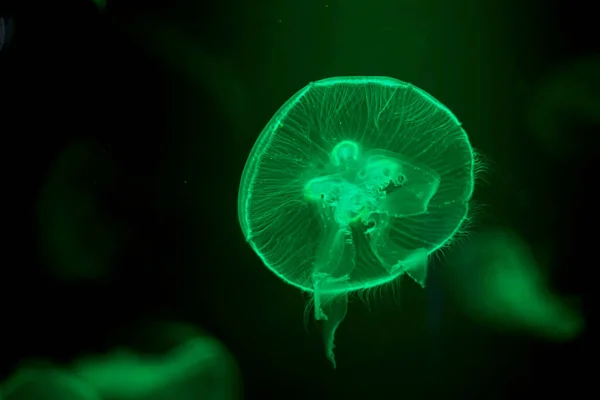Karanlıkta parlayan deniz anası balığını yeşil neon ışıkla kapat. Denizanaları karanlık okyanusta yüzerler. Tehlikeli bir denizanası. kompozisyon sağ arka grund