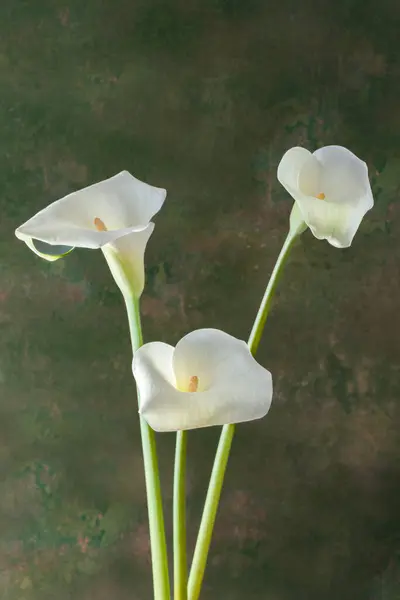 Üç bitki ya da çiçek Calla ya da zambak olarak adlandırılır. Koyu yeşil renkli bir arka planda izole edilmiş.