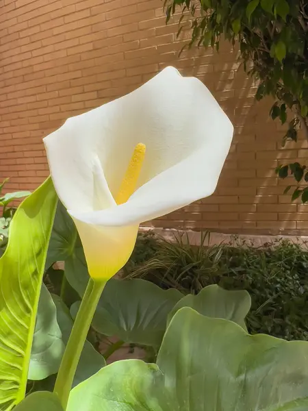 Zantedeschia aethiopica, zambak ya da zambak olarak da bilinir, bahçe çiçekleri.