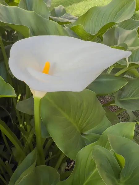 Zantedeschia aethiopica, zambak ya da zambak olarak da bilinir, bahçe çiçekleri.