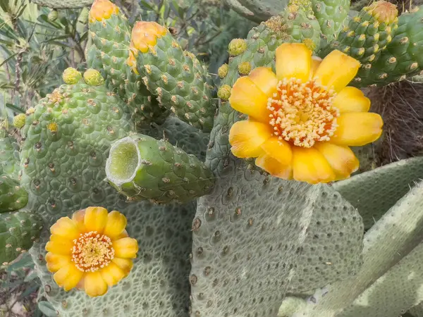 Opuntia ficus indica, kaktüs çiçeği ve dikenli armut.