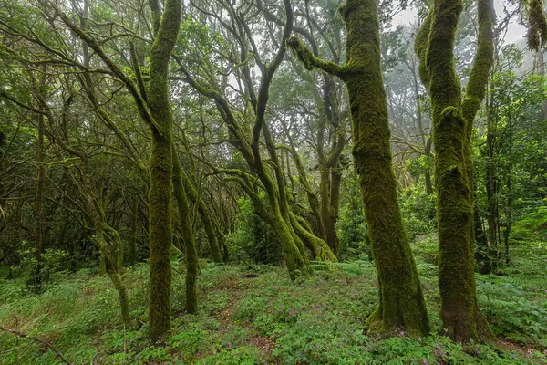 Büyülü Orman, Garajonay Ulusal Parkı, La Gomera Adası, Kanarya Adaları