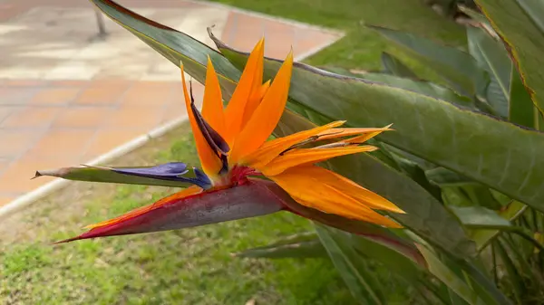 Bahçedeki cennet kuşu