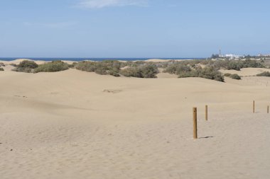 Gran Canarias Adası 'ndaki Maspalomalar' ın kumullarında çalılar ve uzak deniz manzaralı çöl manzarası