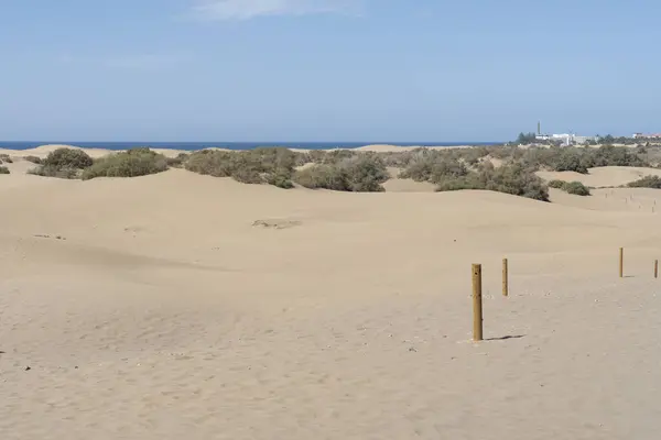 Gran Canarias Adası 'ndaki Maspalomalar' ın kumullarında çalılar ve uzak deniz manzaralı çöl manzarası