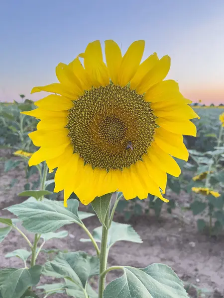 Alacakaranlıktaki Bir Tarlada Canlı Bir Ayçiçeğinin Yakın Çekimi