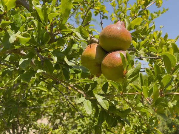 Olgun Narlar Güneşin Altında Bir Ağaç Dalında Büyüyorlar