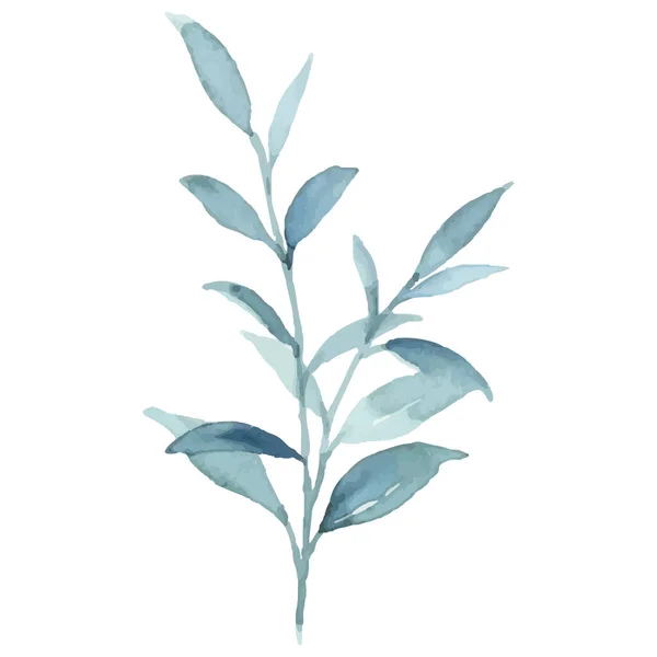 Vector Leaves Botanical Botanical Illustration — Stock Vector