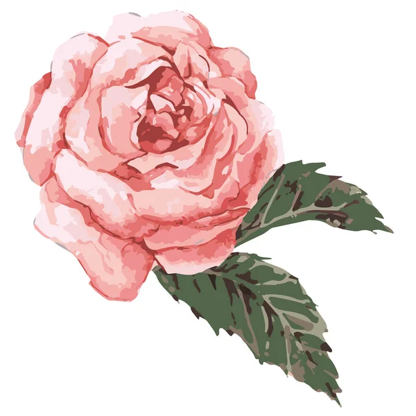 粉红玫瑰矢量图解 — 图库矢量图片