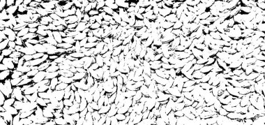 Gerçek arpanın siyah ve beyaz tahıl dokusu. Vektör illüstrasyonu