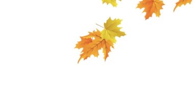 Düşen sonbahar yaprakları çapraz, renkli akçaağaç yaprakları siluetinin düşüşü, düşen gerçek sonbahar yaprakları döngüsü.