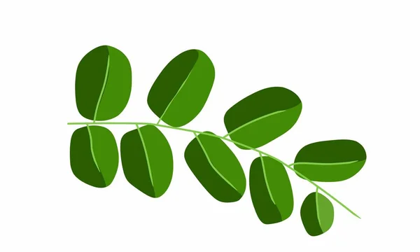 Yoğun Yapraklı Moringa Dalı Bitkisel Ilaç Olarak Kullanılabilir — Stok Vektör