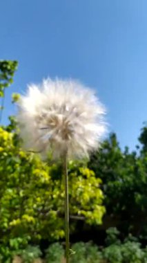 Karahindiba çiçeği rüzgarda sallanıyor