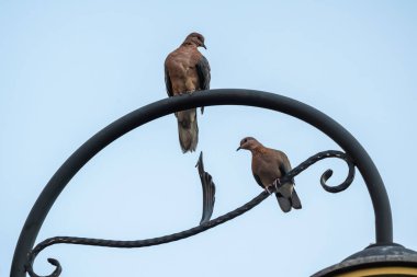 Sokak lambalarında güvercinler
