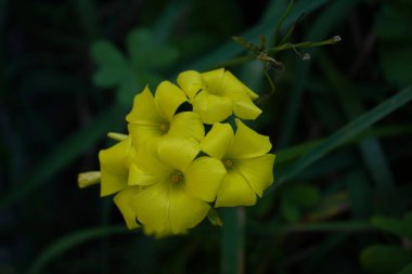 Bahçedeki sarı çiçek