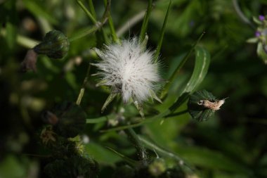 Aslan dişli çiçek - Taraxacum officinale