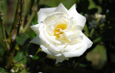 Bahçedeki beyaz gül