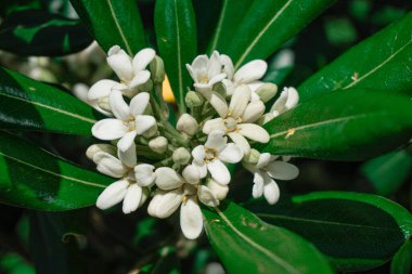 Bahçedeki beyaz çiçek
