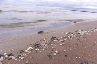 Çeşitli deniz kabukları ve arka planda bir iskele olan deniz manzarası.