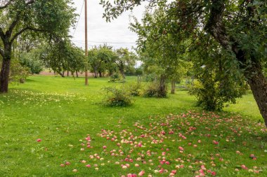 Yeşil çimlere düşmüş kırmızı elmalar ve arkada tahta direkler.