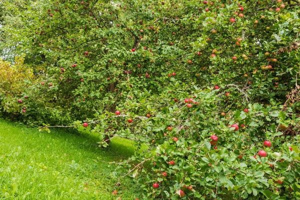 Äppelträdgård Med Många Äppelträd Och Äpplen — Stockfoto