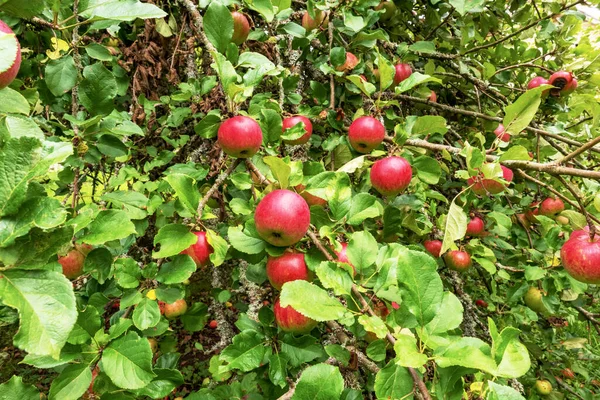 Manzanas Rojas Brillantes Que Crecen Manzano Verde — Foto de Stock