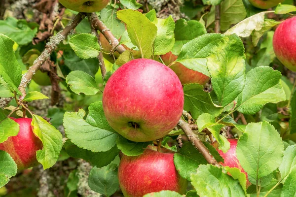 Ett Ljust Rött Äpple Ett Grönt Äppelträd — Stockfoto
