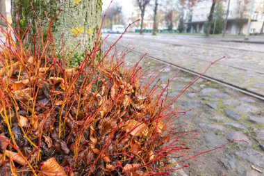Demiryolu raylarının arka planında açık kahverengi ağaç dalları