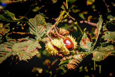 Yeşil yaprakların arasında kahverengi ağaç meyvesi