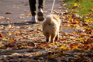 Küçük kahverengi tüylü bir köpek, sahibiyle birlikte renkli sonbahar yapraklarının arasında yürüyor.