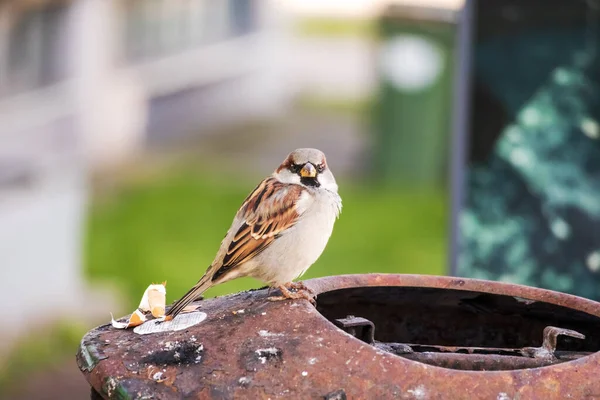 Small Brown Bird Stands Garbage Can Blurred Background — Stock Photo, Image