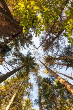 Ormanda yeşil ağaçlar ve açık mavi gökyüzü.