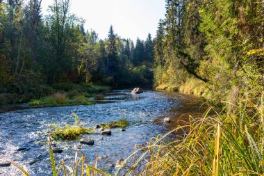 Koyu yeşil ormanlı nehir manzarası ve mavi gökyüzü olan ağaçlar.