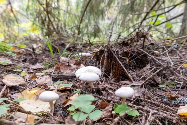 Champignons Blancs Ronds Dans Une Forêt Avec Des Arbres Verts — Photo