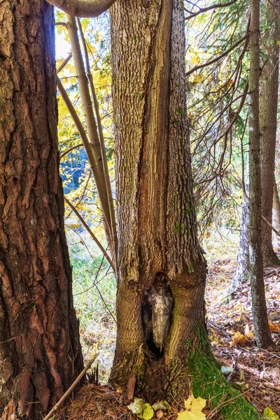 Ein Nahaufnahme Foto Mit Braun Strukturierten Bäumen Einem Wald — Stockfoto