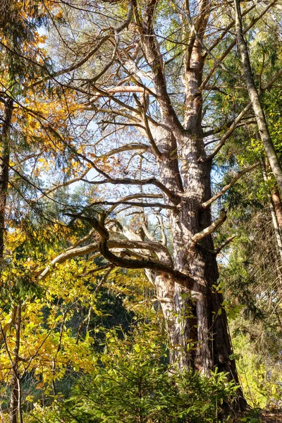 Grand Arbre Brun Dans Forêt Avec Nombreuses Branches — Photo