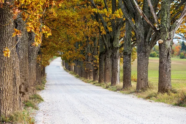 stock image Autumn tree alley with gravel road