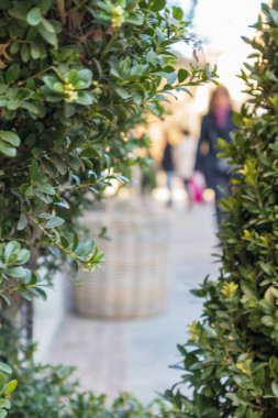 Arka planda gri sepet olan yeşil bir çalı.