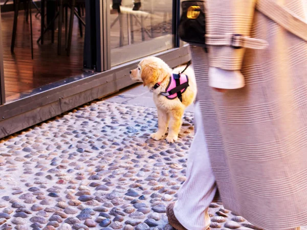A small puppy with a pink collar on a gray paved road