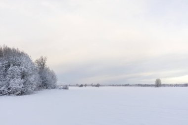 Winter nature view with almost the same colors of earth and sky where there are small trees on the horizon
