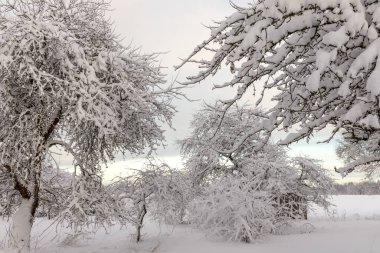 Snow covered tree branches on winter day with sky background