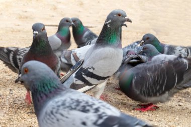 Gray pigeons on a yellow sand background